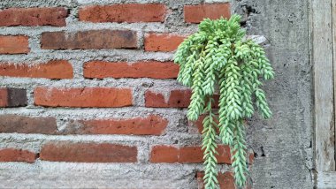 Eşeğin Kuyruk Bitkisi Yaprağı: Şelale Kökleri ve Plump Yaprakları ile Sedum morganianumunun Detaylı Görünümü