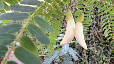 Zarif Beyaz Susbanya görkemli çiçekleri zarif bir şekilde tropik bir ağaçtan sarkan