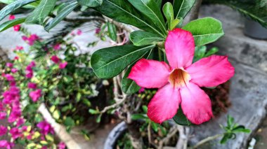 Pembe Çöl Gülü Çiçeği 'nin (Adenium Obesum) yakın plan çekimleri ile Şişmiş Caudex, Bonsai ve Tropikal Bahçeler için Egzotik SucCulent Bitkisi