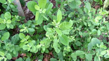 Pluchea Indica Yaprak dokusu Makro İğne Doğal Şifa, Botanik Çalışması ve Bitkisel İlaçlar Tasarımı İçin Aromatik Şifalı Bitki