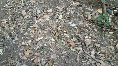 Kuru, kahverengi yapraklardan oluşan bir halı zemini örterek ormandaki sonbahar yaprağı çöplerinin tipik zengin, organik bir dokusunu oluşturuyor.