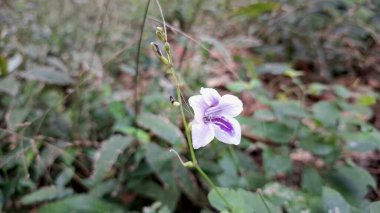 Asistasia Gangetica Coromandel Sürünen Yüksükotu Mor Tropikal Süslü Acanthaceae Tür
