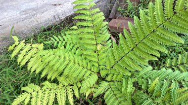 Onoclea Hassasiyeti Wildwood Ormanı 'nda Hassas Eğreltiotu, Yaprak Detaylı Yaz Bitkisi