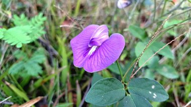 Centrosema Virginianum Kelebek Bezelye Çiçeği Mor Çiçek Mavi Çan Süslü Sarmaşık Bitkisi