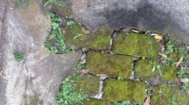 Nemli Duvar Organik Bitkisinin Çevresindeki Çevre dostu Yosun Dokusunun Hava Kalitesini Artırması, Erozyonu Önlemesi ve Kentsel ve Doğal Çevredeki Biyolojik Çeşitliliği Artırması