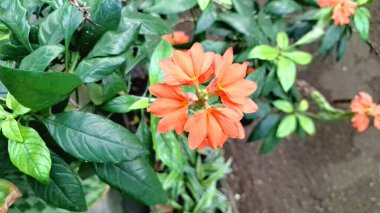 Güzel şeftali rengi Firecracker Flowers (Crossandra infundibuliforis) yakın plan çekimlerinde onların karmaşık taç yaprağını ve sıcak tonlarını vurguluyor.