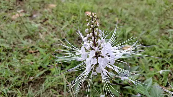 Çiçek açan Ortopedi Aristatüsü Beyaz Java Çay Çiçeği Kapalı Makro Fotoğraf Doğal Bahçe Arkaplanı