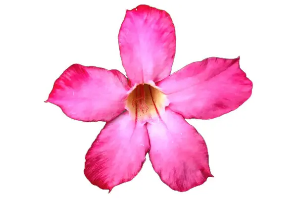 Beyaz ve Mor Taçyapraklı çarpıcı Adenyum Obesum Çiçeği Saf Beyaz Arkaplanda İzole Edildi