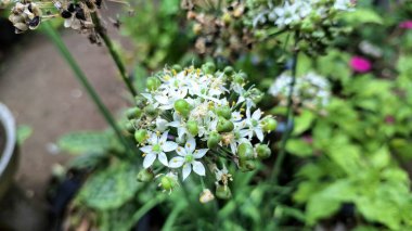 Çiçek açan Beyaz Allium Nigrum Çiçekleri, Bahçe 'de Siyah Sarımsak Yaylası Pırasa Süsleme Tesisi Makro Yakın plan