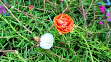 Portekiz ihtişamlı florası Yosun Gülü Beyaz ve Portakal Çiçeği Bahçede Çiçek, Sulu Bitki Güneşi Saat 11: 00 Purslane Makro Fotoğrafçılık