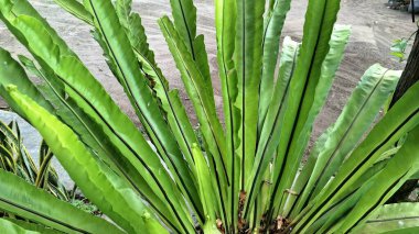 Green Leaf of Bird's Nest Fern Asplenium nidus with Nest-Like Shape and Textured Sorus