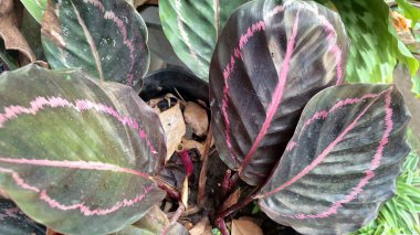 Calathea Roseopicta 'nın Güzel Yaprakları Yeşil Yapraklar Üzerine Pembe ve Mor desenleri Vurguluyor