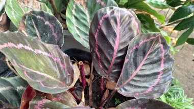 Canlı Calathea Roseopicta Ev Bitkisi Ayrıntılı Yaprak Yapısı ve Doğal Ot Arkaplanındaki Renkli Damarlar