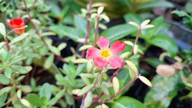 Benzersiz Petal Düzenlemesi ile Portekiz Oleracea Granatus Çiçeği