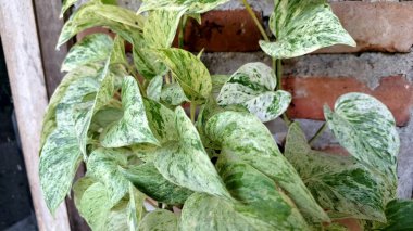 Devil's Ivy (Epipremnum aureum): Golden Pothos, Money Plant, Perfect for Eco-Friendly Decor