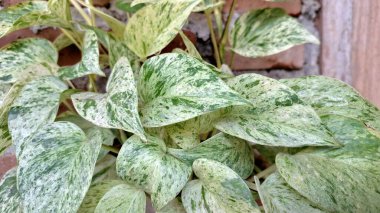 Epipremnum aureum (Altın Pothos): Düşük Bakım Şeytanı Sarmaşığı, Para Tesisi, Her Uzay İçin İdeal