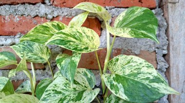 Golden Pothos (Epipremnum aureum): Healthy Devil's Ivy, Money Plant, Enhancing Home Aesthetics