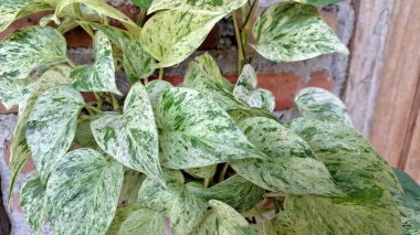 Canlı Şeytanın Sarmaşığı (Epipremnum aureum): Altın Pothos, Kapalı Doğa Yeşilliği Para Fabrikası