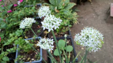Blooming White Allium Nigrum, Black Garlic Broad-Leaved Leek Macro Shot