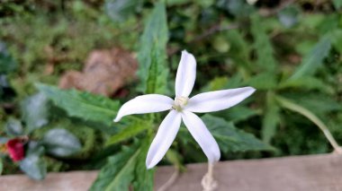 Blooming Hippobroma longiflora: elegant white, bioactive compounds