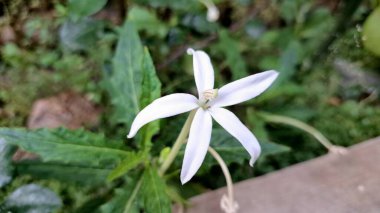 White star flower: Hippobroma longiflora, toxic but medicinal potential