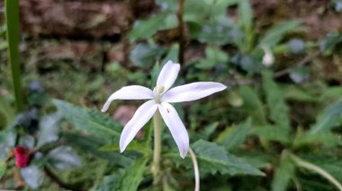 Star-shaped white bloom: Hippobroma, natural backdrop, herbal research