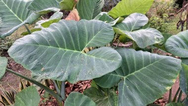 Büyük Yeşil Taro Yaprakları (Colocasia esculenta) Tropikal Toprak Doğal Tarım Bitkisi, Sağlıklı Gıda ve Botanik İllüstrasyon