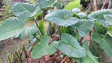 Taro Plant Leaves Close-Up  Colocasia esculenta in Tropical Backyard Garden, Ideal for Botanical, Farming, or Food Design Themes