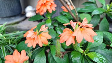 Canlı turuncu Firecracker Flowers 'ın (Crossandra infundibuliforis) doğal ışık altında güzel bir şekilde çiçek açarak benzersiz formlarını gösterirler.