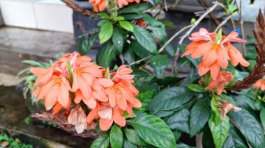 Parlak turuncu Firecracker Flowers (Crossandra infundibuliforis) neşeli çiçeklerini ve taze yeşil yapraklarını canlı bir tropikal yakın planda sergiler.