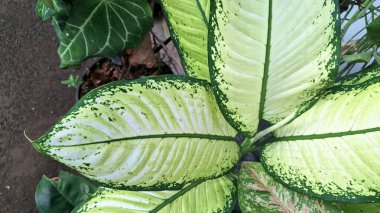 Leopar Lily Dumbcane Yaprak Doğal Arkaplan, Eko Duvar Kağıdı veya Bitki Dokusu