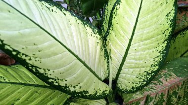 Decorative Foliage of Dumbcane Dieffenbachia Seguine for Wallpaper and Plant Backgrounds