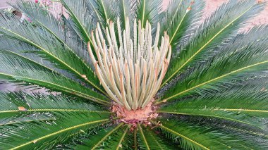 Yeşil Palmiye Önlerinin Minimalist Yakın Çekimi Cycas Revoluta Arkaplan ve Grafik Tasarım Projeleri Yaprak Deseni