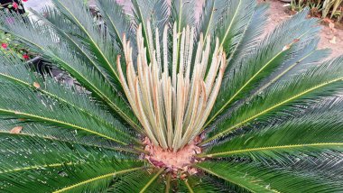 Sago Palm 'ın Doğal Dokuları (Cycas Revoluta) Yakından Görünümlü Yapraklar, Botanik Resimler ve Şablonlar İçin Harika