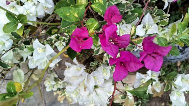 Beyaz ve Pembe yapraklı çeşitlendirilmiş Bougainvillea Glabra Açık Hava Kağıt Çiçeklerinin Güneş Işığında Çiçek Açar