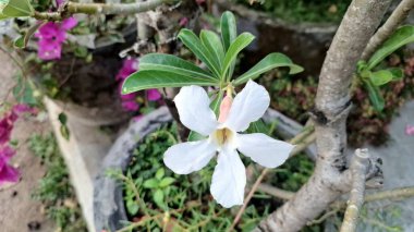 Adenium obesum 'un zarif beyaz çiçeği, kuraklığa dayanıklı, egzotik çiçekleri ve heykel gövdesi için geniş bir alana yayılmış sulu..