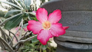 Elegant Pink Blossom of Desert Rose (Adenium obesum)  Drought-Tolerant Bonsai Succulent Plant