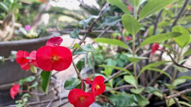 Parlak güpegündüz yakalanan dikenli çiçeklerden oluşan parlak kırmızı taç (Euphorbia milii), karmaşık çiçek desenlerini vurguluyor.