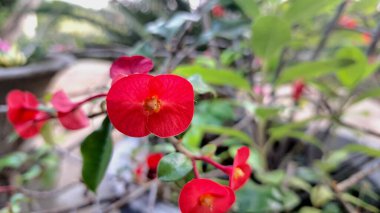 Dikenli kırmızı taç (Euphorbia milii) keskin odak noktasında, onların narin ve canlı güzelliklerini ortaya çıkarır..