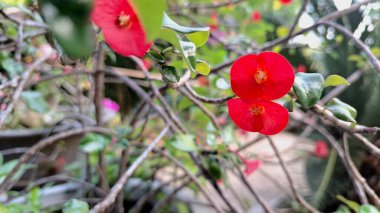 Parlak kırmızı Euphorbia milii (Dikenli Taç) yeşil yapraklı çiçekler, tropikal güneş ışığında güzel bir yakın plan.