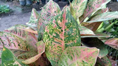 Canlı pembe, yeşil ve beyaz yapraklı Aglaonema ve Caladium 'un tropikal yaprakları dekoratif iç mekanlar ve hava arındırma amaçlı popüler iç bitkiler.