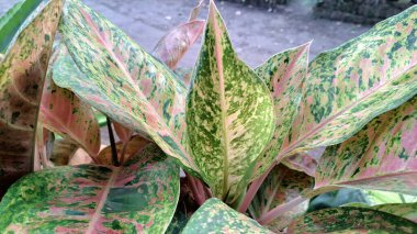 Pembe ve yeşil desenli renkli Aglaonema ve Caladium yaprakları, kapalı alan dekorasyonu ve süs bitkileri aşıkları için verimli tropikal yapraklar.