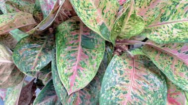 Pembe, yeşil ve beyaz çeşitliliğe sahip canlı Aglaonema ve Caladium yaprakları, ev dekorasyonu ve hava temizliği için egzotik tropikal bitkiler