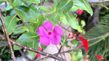 Pink Rose Periwinkle Madagascar Flower Catharanthus roseus Vibrant Botanical Blossom Perfect for Background and Wall Decoration