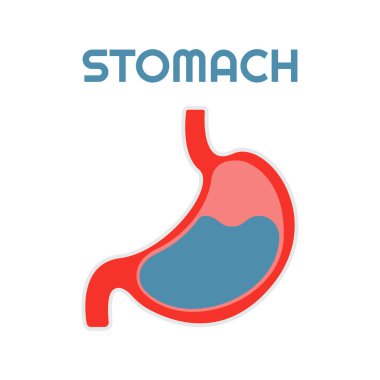 İnsan midesi. İç organ, anatomi. Beyaz arkaplanda izole edilmiş vektör çizgi film düz resim.