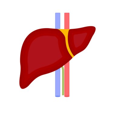 Karaciğer ikonu. Web tasarımı için insan karaciğer vektör simgesinin düz çizimi