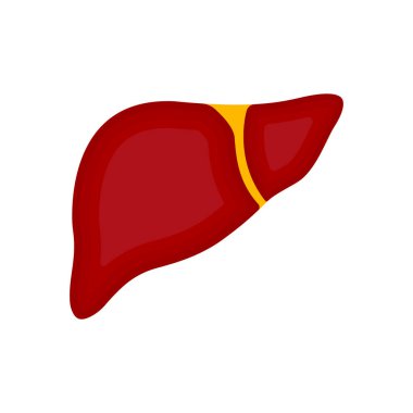 Karaciğer ikonu. Web tasarımı için insan karaciğer vektör simgesinin düz çizimi