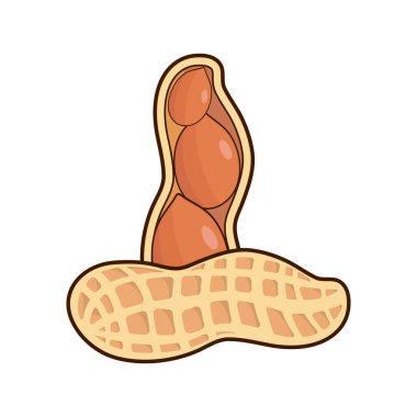 Vektör çizimi, bütün ve soyulmuş fıstıklar, beyaz arka planda izole edilmiş..