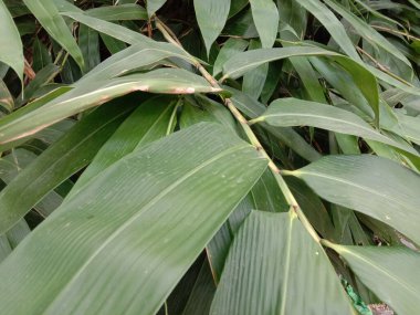 Endonezya 'da yetişen bambu bitkileri yakın mesafeden fotoğraflandı. Bambu bitkileri su ekosistemlerini koruma yeteneğine sahip çevresel koruma bitkileri olmanın avantajına sahiptirler..