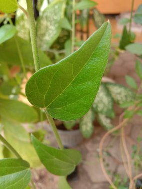 Cincau yapraklarının fotoğrafını kapat.